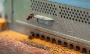 Malta International Airport monitors Air Quality with the Help of 750,000 Bees